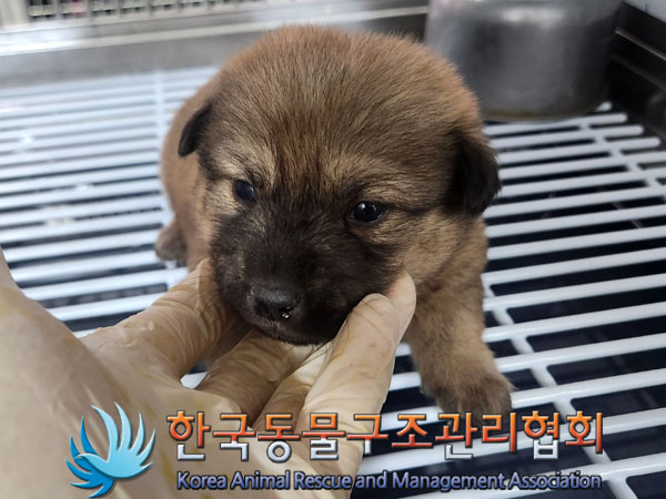 보호중 믹스견의 가…